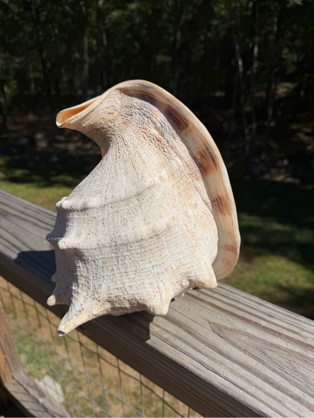 10+” Large | Cassis tuberosa | King Helmet - Picture 7 of 16